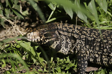 Lagarto Overo sacando la lengua 