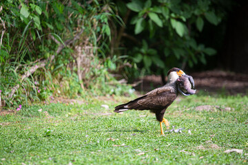 Carancho cazando una paloma