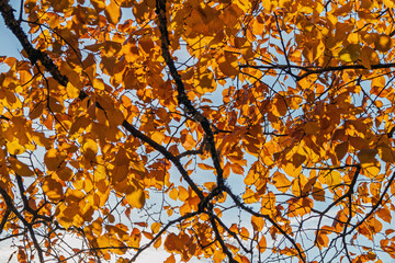 Golden autumn leaves against the sky. Orange leaves on a tree branch. Close-up of golden autumn leaves illuminated by the sun