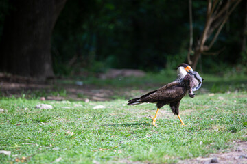 Carancho cazando una paloma