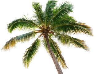 View from below of a tall palm tree with lush green fronds against a clear sky.
