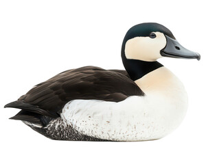 Obraz premium Close-up of a male eider duck with striking black and white plumage resting on a white background.