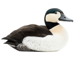 Close-up of a male eider duck with striking black and white plumage resting on a white background.