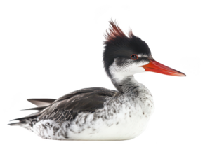 Close-up of a Red-breasted Merganser duck with striking plumage and distinctive crest.