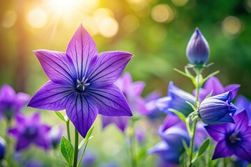 Purple flowers silhouette of Platycodon grandiflorus, also known as balloon flower or Chinese bellflower