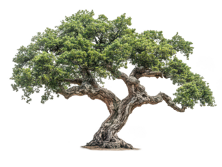 Majestic ancient tree with twisting branches and lush green foliage.