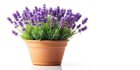Purple lavender flowers in a pot isolated on white background silhouette