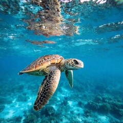 Fototapeta premium A close-up shot of a graceful sea turtle's head and flippers as it glides through the water, with soft focus creating a soothing, blurred effect of the underwater world around it