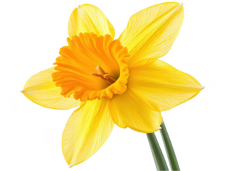 A vibrant yellow daffodil with an orange center in full bloom, showcasing its delicate petals.