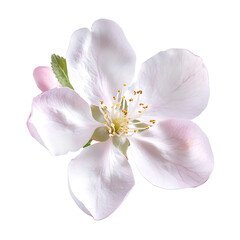 Delicate Apple Blossom with Soft Petals on White