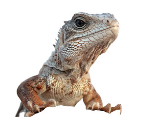 Obraz premium Close-up of a colorful iguana showcasing its intricate scales and intense gaze.