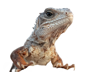 Close-up of a colorful iguana showcasing its intricate scales and intense gaze.