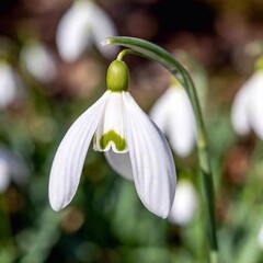 Fototapeta premium an extreme macro shot of a delicate spring snowdrop, focusing on the minute details of the flower's translucent petals, the tiny green markings, and the subtle textures of its surface