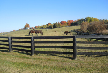 horse in the field