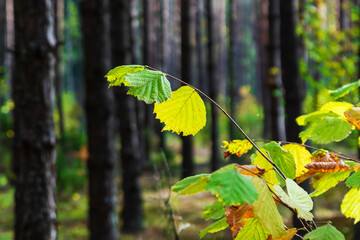 Piękna kolorowa jesień w Puszczy Knyszyńskiej, Podlasie, Polska