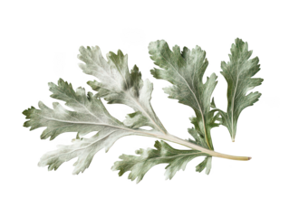 Close-up of fresh green-gray Artemisia leaf on white background.