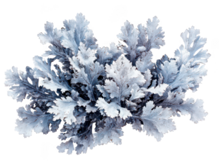 Close-up of dusty miller plant with silvery leaves against a white background.