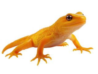Vivid orange gecko with bright eyes showcasing its striking color and texture against a white background.
