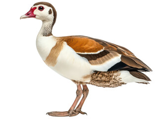 Obraz premium Elegant Egyptian goose with striking plumage on a white background.