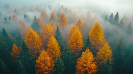 Aerial View of a Misty Autumn Forest with Vibrant Orange Trees Surrounded by Evergreen Foliage