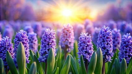 Fototapeta premium Radiant hyacinth blossoms in morning light captured in a long shot