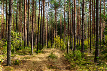 Fototapeta premium Piękna kolorowa jesień w Puszczy Knyszyńskiej, Podlasie, Polska