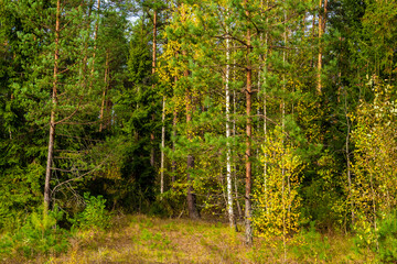 Piękna kolorowa jesień w Puszczy Knyszyńskiej, Podlasie, Polska