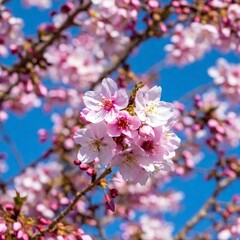 a close-up view of a cluster of blooming cherry blossoms in spring. Capture the intricate details of the petals, stamens, and the subtle variations in color and texture