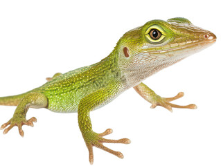 Naklejka premium Close-up of a vibrant green lizard with detailed scales and sharp eyes against a white background.