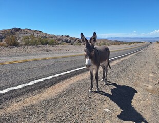 Esel bei Oatman an der Route 66 in Arizona