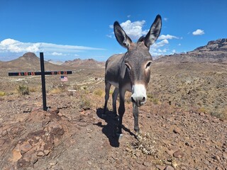 Esel am Sitgreaves Pass bei Oatman an der Route 66