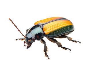 Naklejka premium Vibrant multicolored beetle with intricate patterns on isolated white background, showcasing nature's artistry.