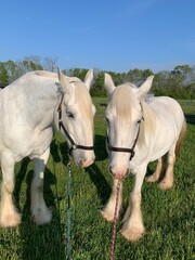 Obraz premium white horse in the field