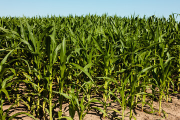 Corn field in Wisconsin summer