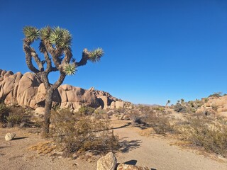 Joshua Tree Nationalpark in Kalifornien