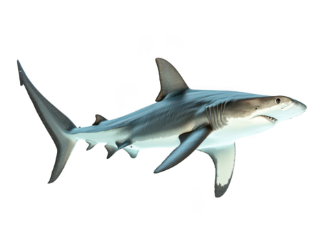 Great white shark swimming gracefully in the ocean's deep blue waters, showcasing its powerful structure and sharp features.
