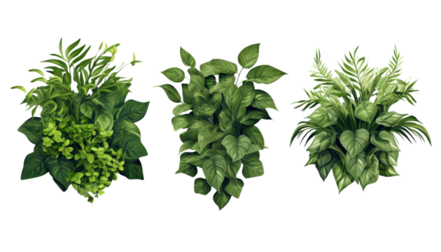 Three potted plants with green leaves are arranged in a row