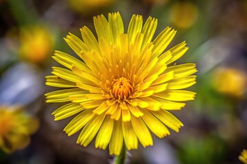 Obraz premium Rare yellow flowered plant from Snowdonia Wales