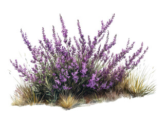 Vibrant lavender shrub in full bloom with lush purple flowers and green foliage.