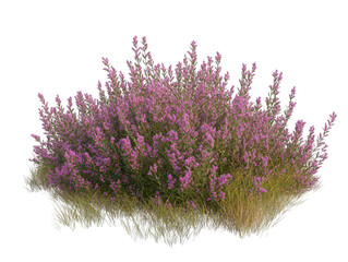 Vibrant purple heather bush thriving in a natural setting.