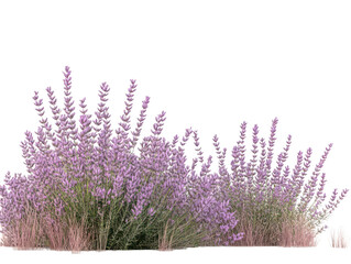 Lush lavender bushes in full bloom under a clear sky, evoking a serene and calming atmosphere.