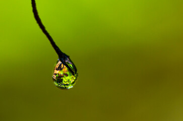 drop on green leaf