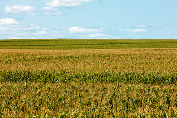 Southeastern Wisconsin summer corn field goes to the horizon