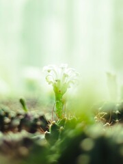 Here are macro photos of trees and flowers that show off their clear details. See the details of the leaves and flowers up close. and composing images, lighting, shadows