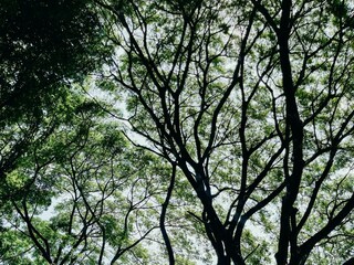 Here are macro photos of trees and flowers that show off their clear details. See the details of the leaves and flowers up close. and composing images, lighting, shadows