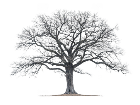Majestic bare oak tree in winter, standing alone against a white background.