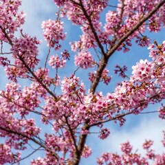 Medium Long Shot, Single Cherry Blossom Tree in Full Bloom: Deep focus, showing the tree's delicate pink flowers against a soft, cloudy sky, with every branch and petal in sharp details