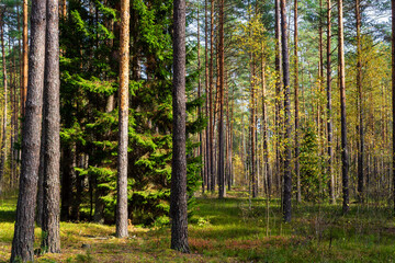 Piękna kolorowa jesień w Puszczy Knyszyńskiej, Podlasie, Polska