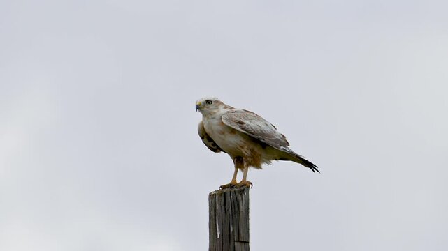 Long legged buzzard taking off