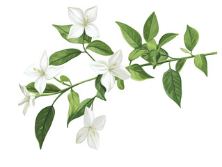 Delicate white flowers and lush green leaves on a branching stem.